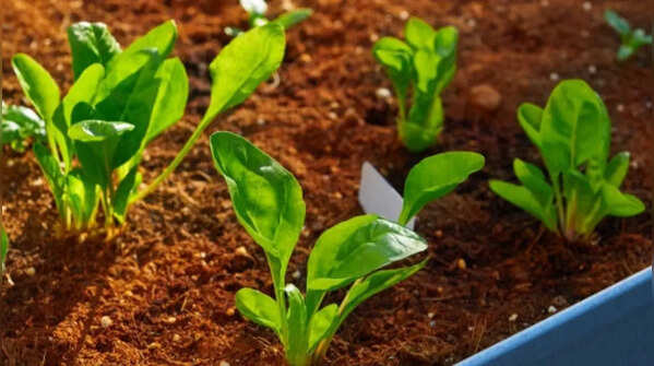 Provide proper sunlight without hot temperatures