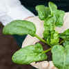 Use loose and nutrient-rich soil