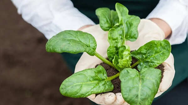 Use loose and nutrient-rich soil