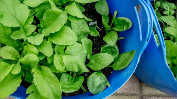 Use suitable containers with proper drainage
