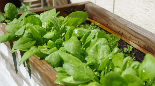 How to grow spinach year-round in small spaces