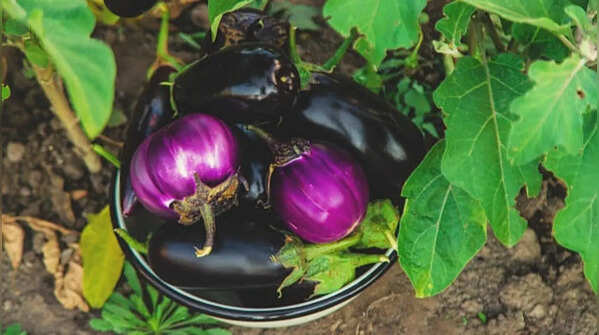 Brinjal grows very well in pots