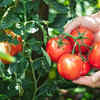 Tomatoes flourish in containers