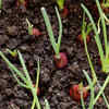 Carrots grow very well in deep pots