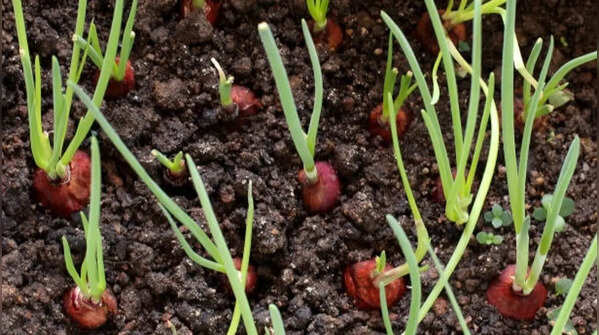Carrots grow very well in deep pots