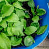 Spinach is best suited for shallow pots