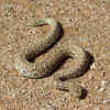 Annulated Sea Snake – Andaman and Southeast Asia