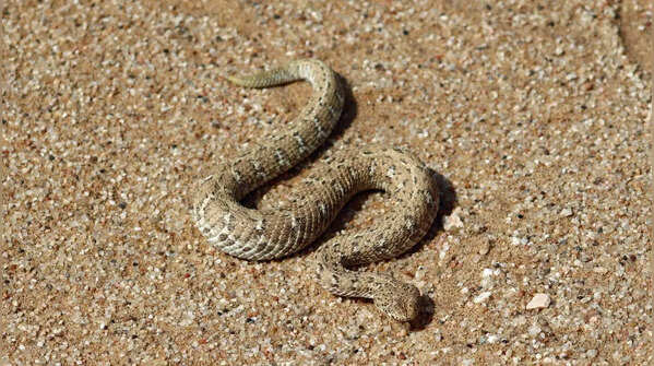 Annulated Sea Snake – Andaman and Southeast Asia
