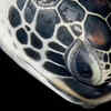 Turtle-Headed Sea Snake – Coral Reefs of Australia