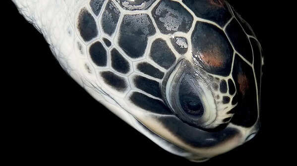 Turtle-Headed Sea Snake – Coral Reefs of Australia