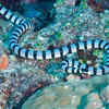Belcher’s Sea Snake – Southeast Asian Waters