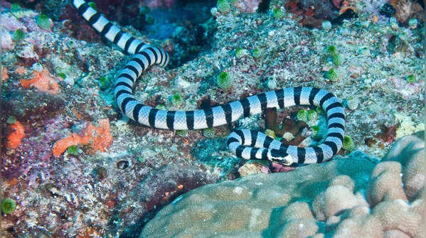 Belcher’s Sea Snake – Southeast Asian Waters