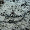 Olive-Headed Sea Snake – Northern Australia