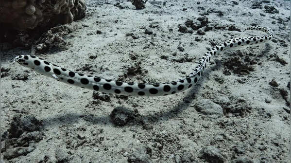 Olive-Headed Sea Snake – Northern Australia