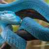 Blue-Lipped Sea Krait – Fiji and Pacific Islands