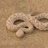 Dubois’ Sea Snake – Coral Sea, Australia