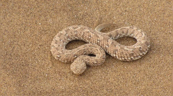 Dubois’ Sea Snake – Coral Sea, Australia