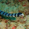 Beaked Sea Snake – India and Arabian Sea