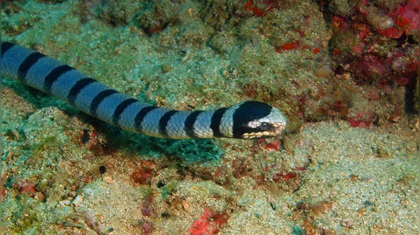 Beaked Sea Snake – India and Arabian Sea