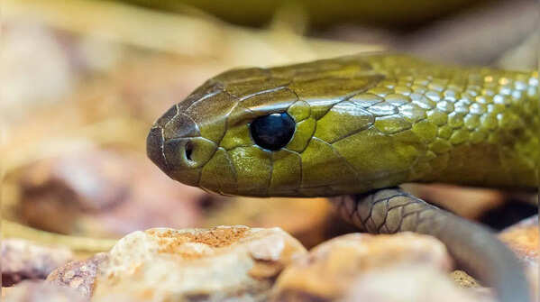 Olive Sea Snake – Great Barrier Reef, Australia