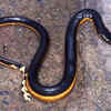 Yellow-Bellied Sea Snake – Costa Rica, Mexico, Indonesia, and parts of Australia