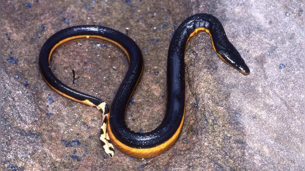 Yellow-Bellied Sea Snake – Costa Rica, Mexico, Indonesia, and parts of Australia
