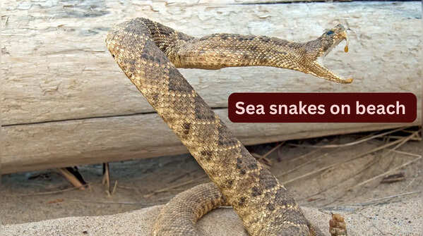 10 unique sea snakes and places they can be found on beach by travellers