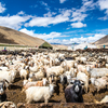 Umling La, Ladakh