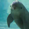The Vaquita Porpoise 
