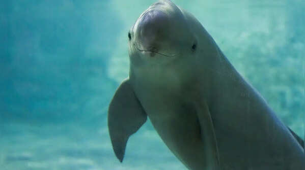 The Vaquita Porpoise
