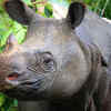 The Javan Rhinoceros 