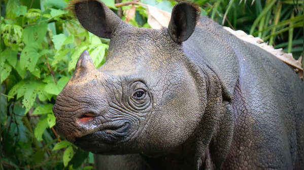 The Javan Rhinoceros