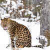 The Amur Leopard 