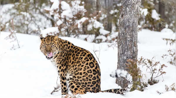 The Amur Leopard