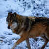 The Red Wolf 
