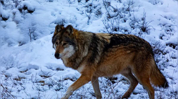 The Red Wolf