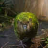 The Kakapo 