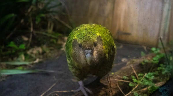 The Kakapo