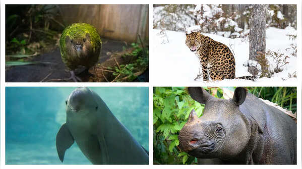 These animals have fewer than 100 left on earth—and their stories are heartbreaking