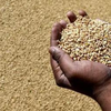 Article image for: 2025-26 foodgrain production estimated at record 376 MT