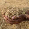 Article image for: 2025-26 foodgrain production estimated at record 376 million tonne