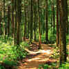 The metaphor of the forest