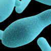 What is botulism?
