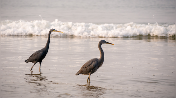 Tarkarli-Malvan, Maharashtra