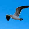 Why it’s called “seagulling”