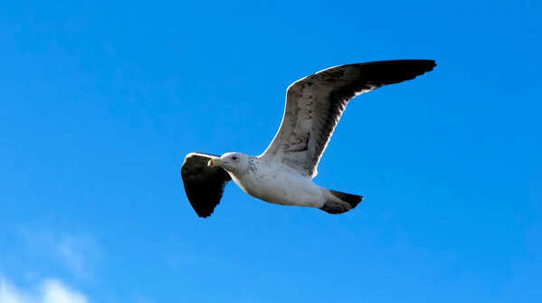 Why it’s called “seagulling”