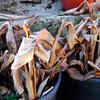 Dry or dead plants