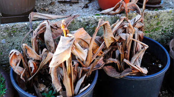Dry or dead plants