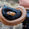 Contact the wildlife rescuers when seeing the snake
