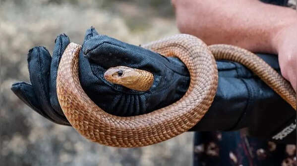 Contact the wildlife rescuers when seeing the snake